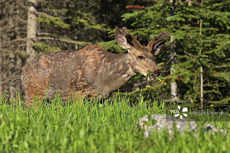 加拿大雄性黑尾鹿正在吃蒲公英花图片素材