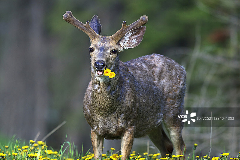 加拿大雄性黑尾鹿正在吃蒲公英花图片素材