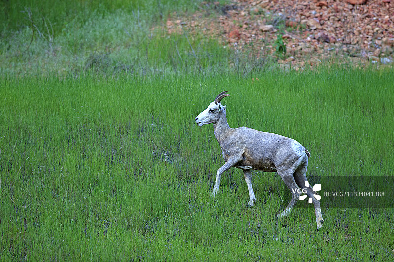 加拿大库特尼国家公园的雌性大角羊图片素材