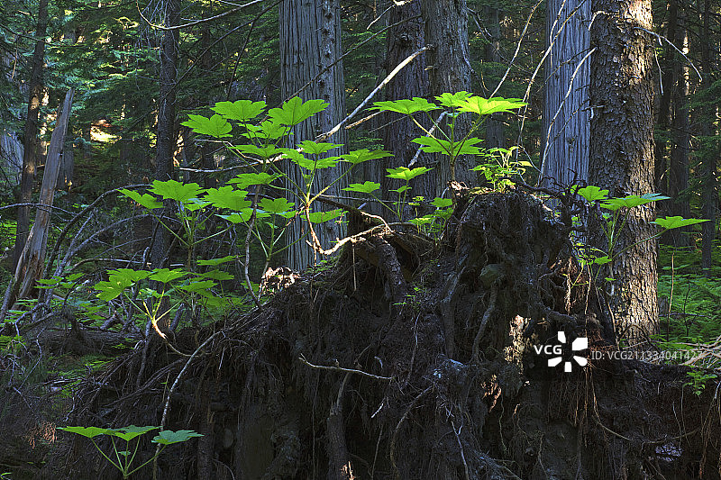 加拿大魔鬼俱乐部的叶子和花序图片素材