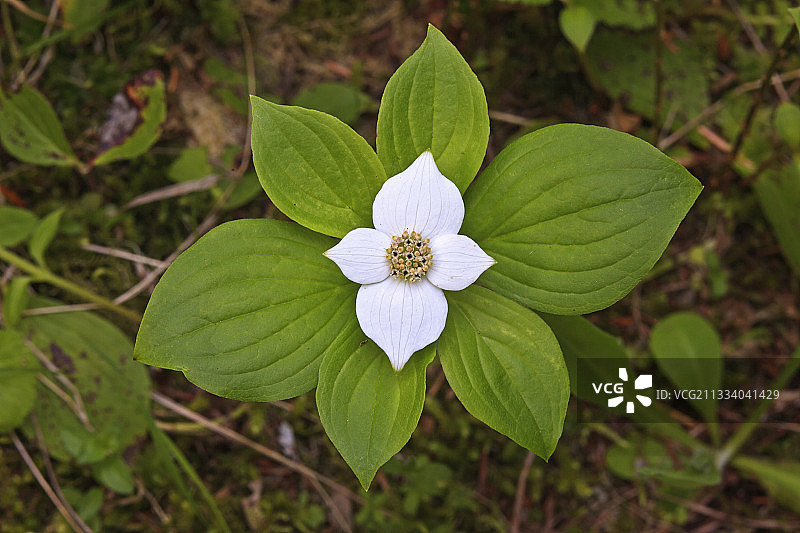 加拿大库特尼国家公园的蓝果忍冬花图片素材
