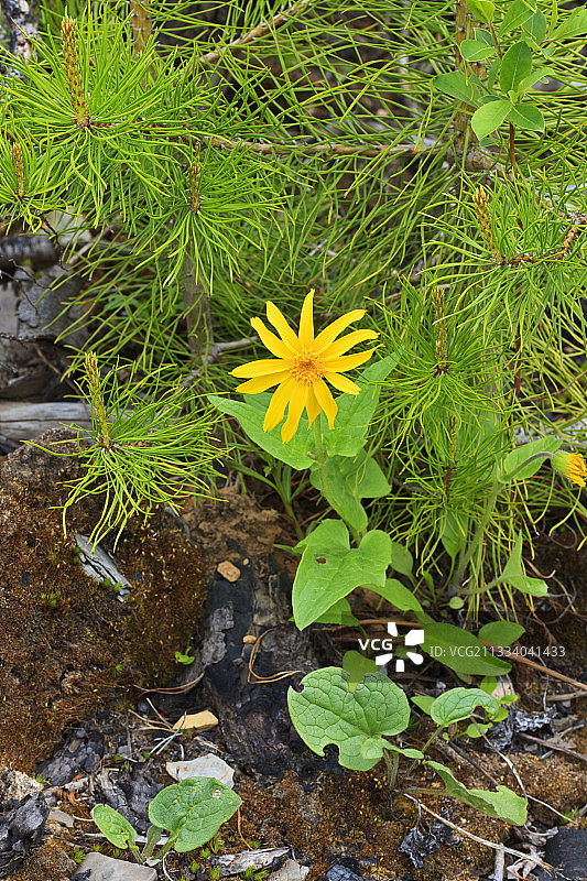 加拿大库特尼国家公园盛开的山金车图片素材