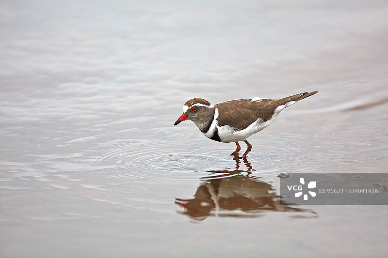 克鲁格国家公园水塘中的三斑鸻图片素材