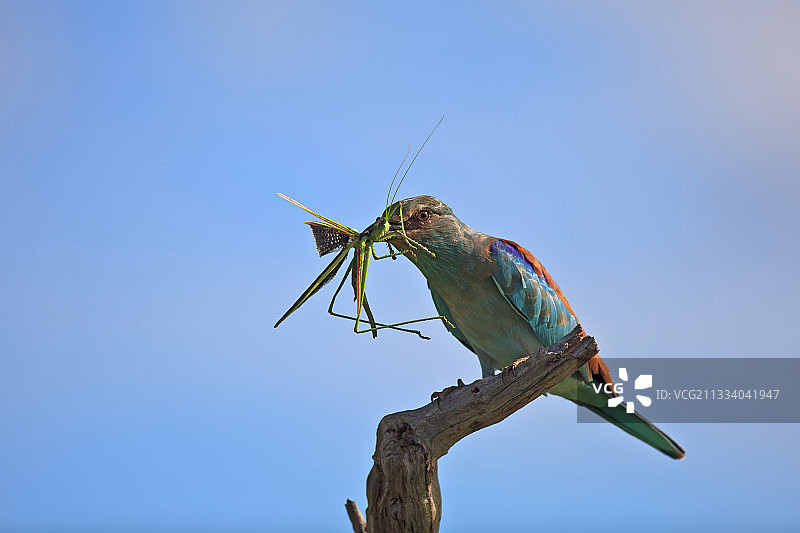 非洲克鲁格国家公园的草蜢欧洲roll图片素材