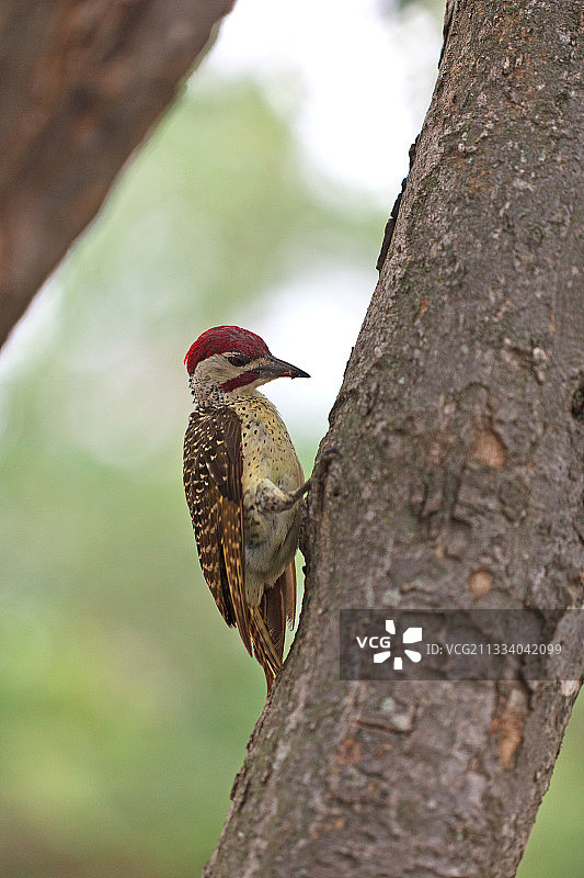 南非克鲁格国家公园树上的斑喉啄木鸟图片素材