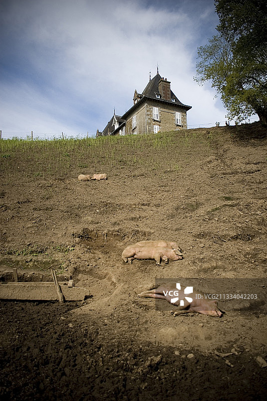 法国有机农场的休息中的猪图片素材