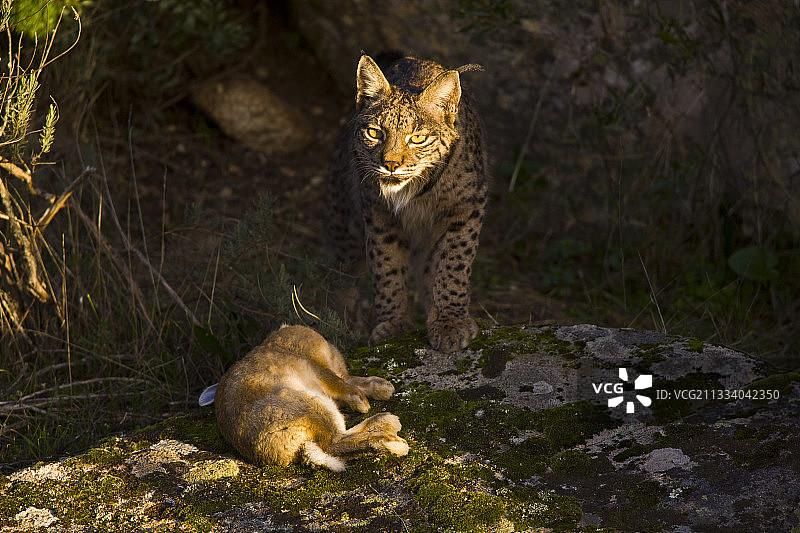 伊比利亚猞猁和它的猎物图片素材