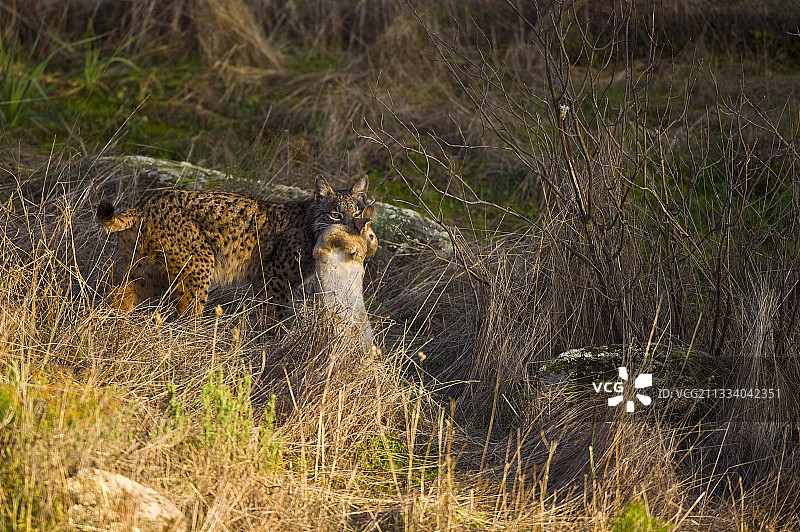 伊比利亚猞猁和它的猎物图片素材