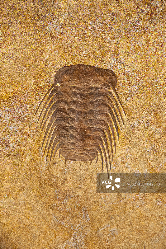 撒哈拉梅尔祖卡摩洛哥岩石中的三叶虫化石图片素材