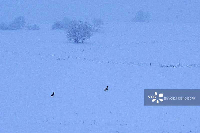 在法国孚日山脉白雪皑皑的草地上奔跑的狍子图片素材