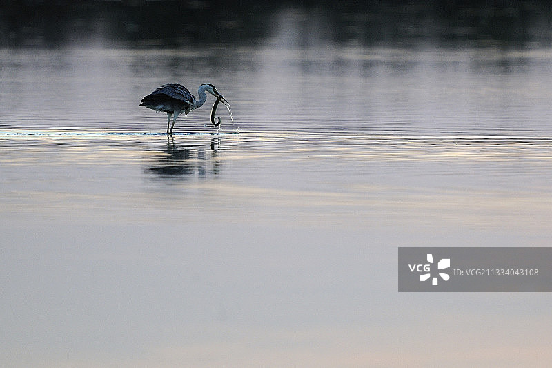 暮色下在法国奥德省吞食鳗鱼的苍鹭图片素材