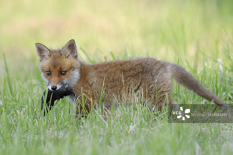 红狐幼崽：口中叼着鼹鼠，法国孚日图片素材