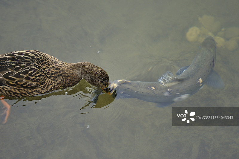 鳟鱼在产卵期间撞击岩石，滋生真菌图片素材