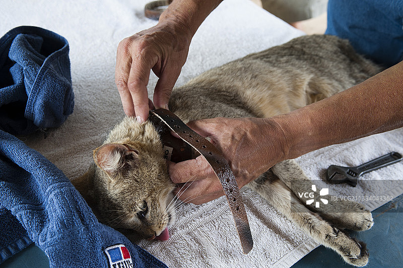 在非洲野猫身上安装发射器图片素材
