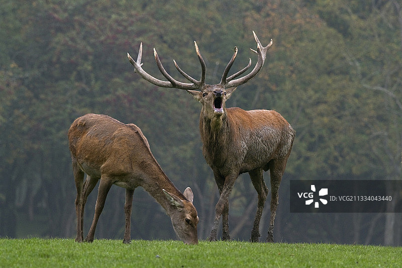 秋季法国，雄性赤鹿在鹿附近吼叫图片素材