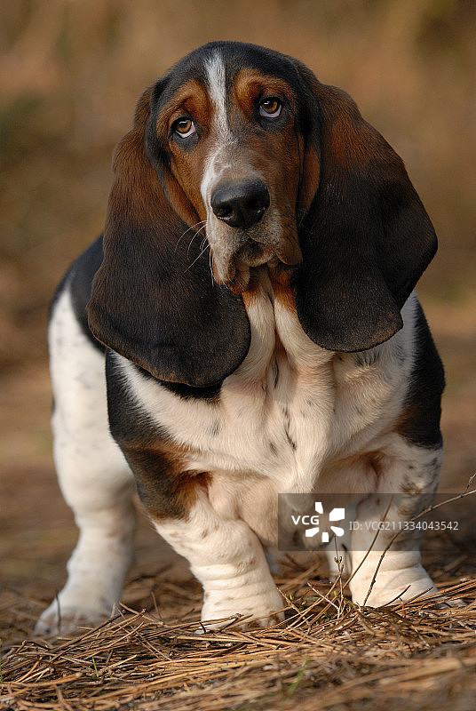 小狗5个月大了图片素材