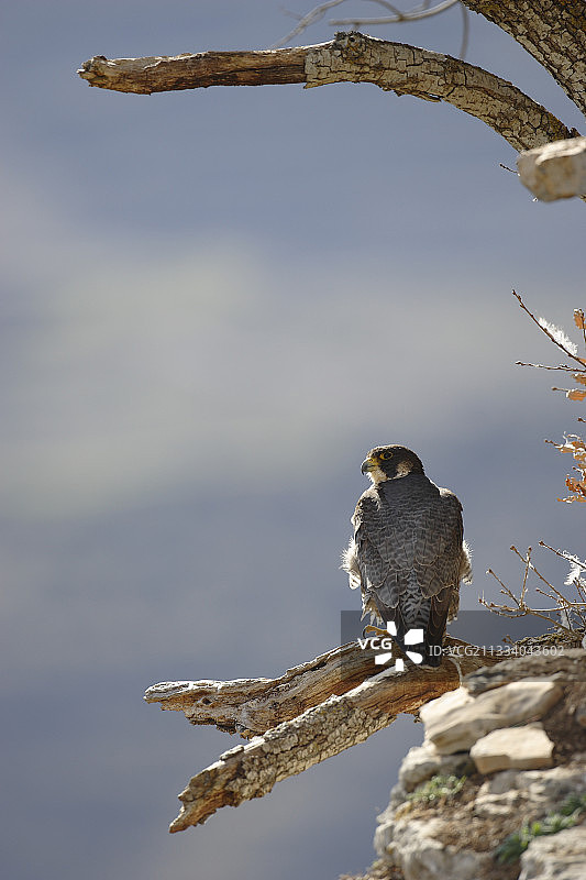 西班牙树枝上的游隼图片素材
