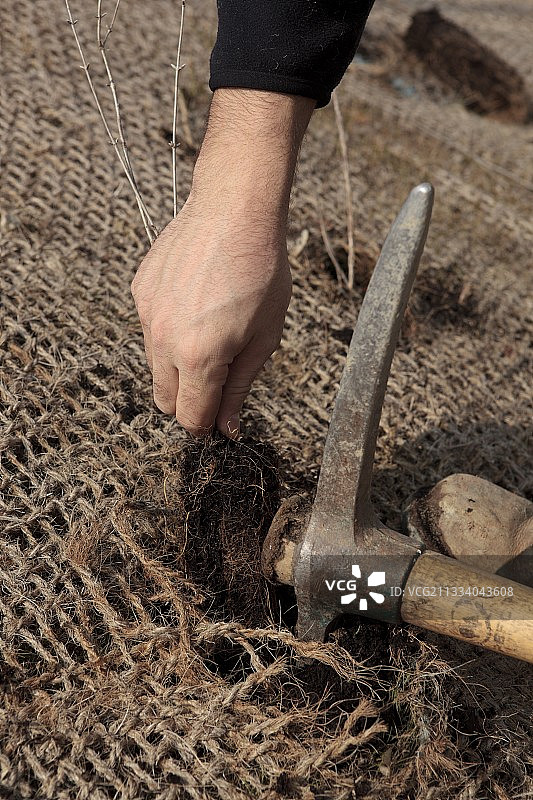 埃尔芒斯生态恢复地种植图片素材