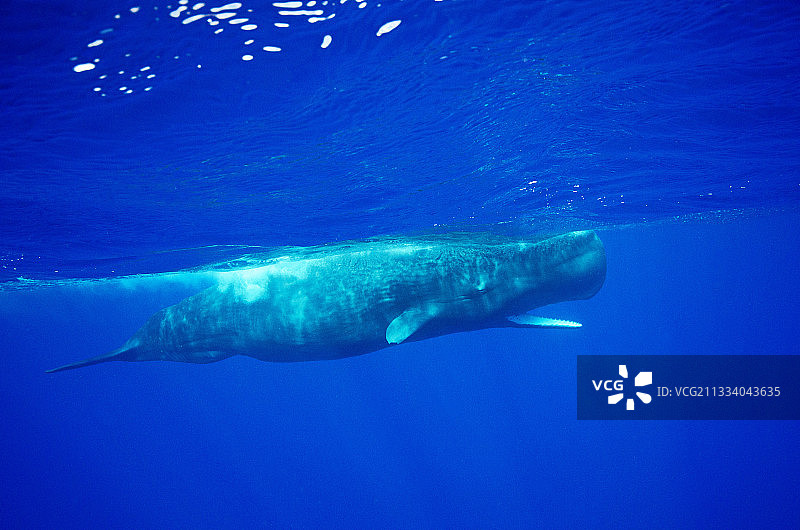 印度洋上的抹香鲸图片素材