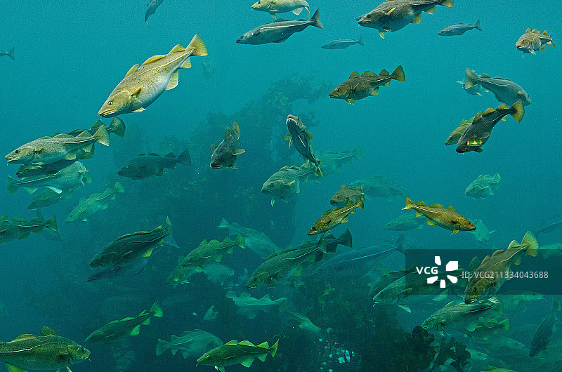 挪威奥勒松的大西洋鳕鱼图片素材