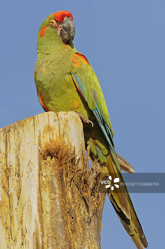 红额金刚鹦鹉，法国曼恩-卢瓦尔省图片素材