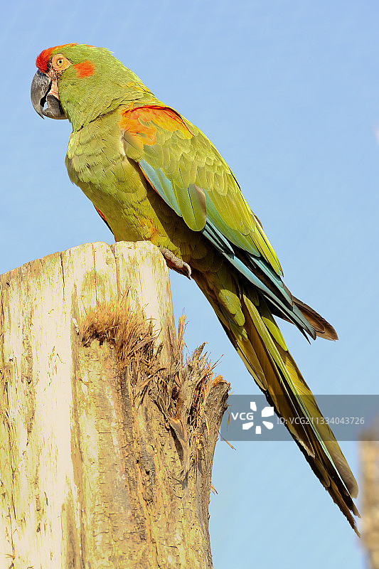 红额金刚鹦鹉，法国曼恩-卢瓦尔省图片素材