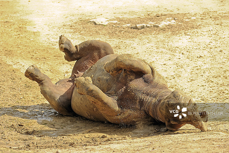 黑犀牛在法国曼恩-卢瓦尔省享受泥浴图片素材