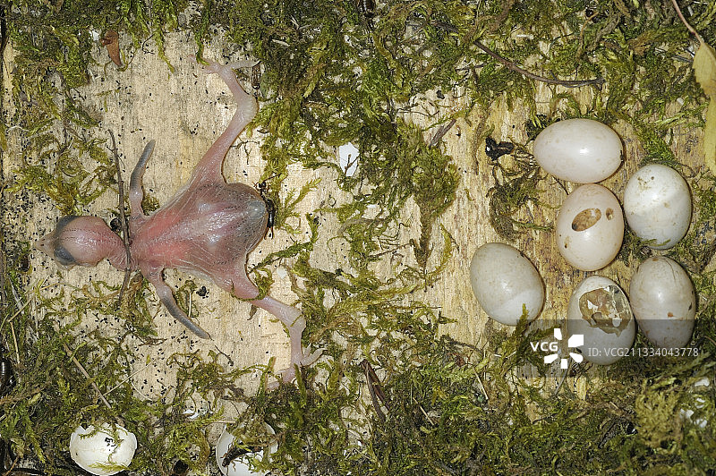 协会安装的鸟巢箱：一只体型异常大的小蚁鴷，羽毛生长不正常图片素材