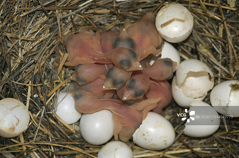 协会安装的鸟巢箱，喙尖上的白色菱形仍然存在，用于切割贝壳。图片素材