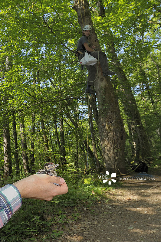 瑞士森帕赫度假村对中斑啄木鸟种群进行的研究图片素材
