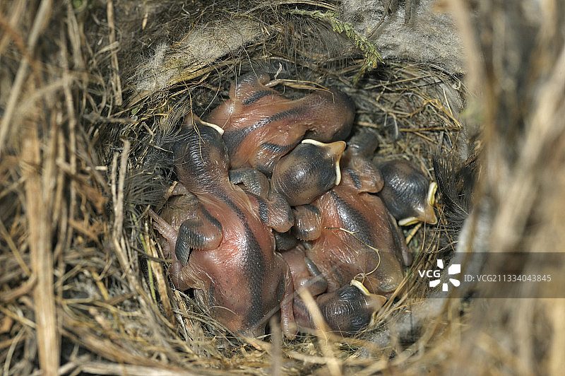 4-5岁的小鸡图片素材