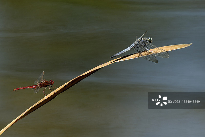 在瑞士活动的红蜻和黑尾蜻图片素材