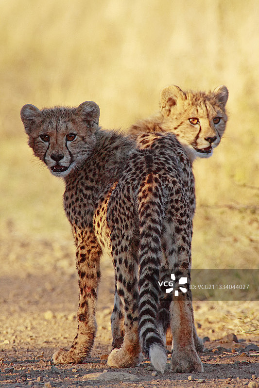 克鲁格国家公园的年轻猎豹图片素材