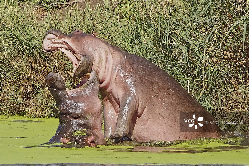 假装战斗的年轻河马，南非图片素材