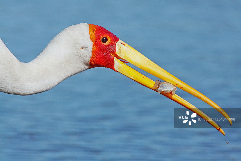 正在捕鱼的黄嘴鹳（南非）图片素材