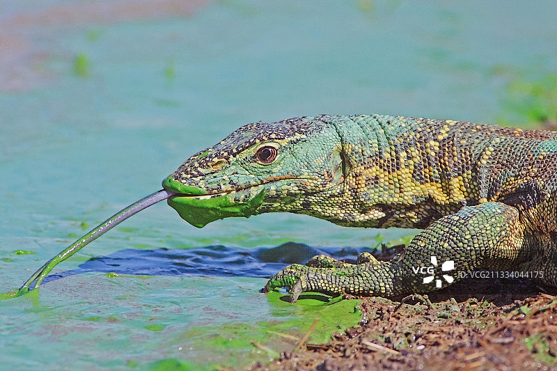南非寻觅食物的尼罗河巨蜥图片素材