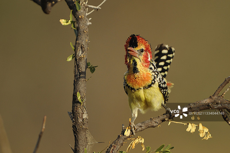 肯尼亚树枝上鸣叫的红黄色拟啄木鸟图片素材