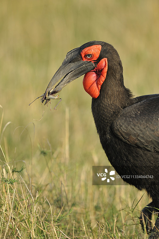 嘴里叼着蟋蟀的南非地犀鸟，肯尼亚图片素材