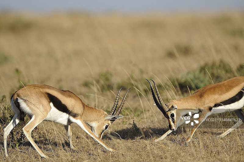 两只雄性汤姆森瞪羚在肯尼亚争斗图片素材