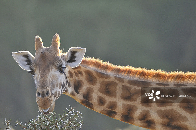 长颈鹿啃食肯尼亚刺槐树的嫩芽图片素材