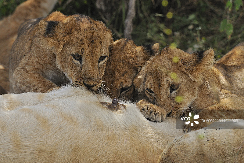 幼狮躺在母亲身边，看着一个玩具图片素材
