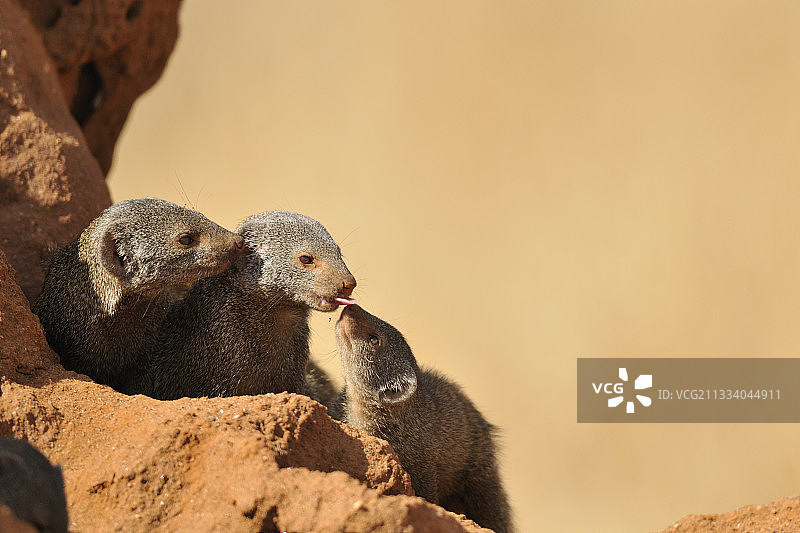 肯尼亚白蚁丘上的索马里侏儒獴图片素材