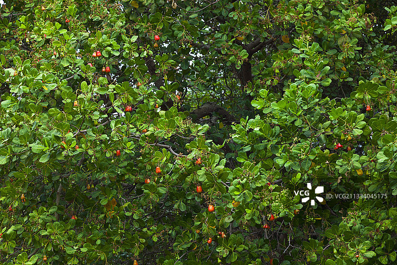 泰国兰塔岛腰果树上的腰果图片素材