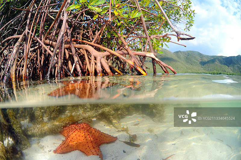 洛克群岛国家公园红树林中的海星图片素材