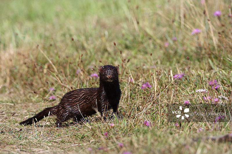 在法国池塘边观察到的成年美洲水貂图片素材