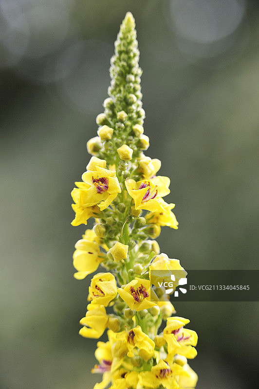 夏季的黑毛蕊花图片素材
