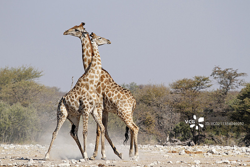 两只年轻雄性长颈鹿的争斗，纳米比亚埃托沙国家公园图片素材