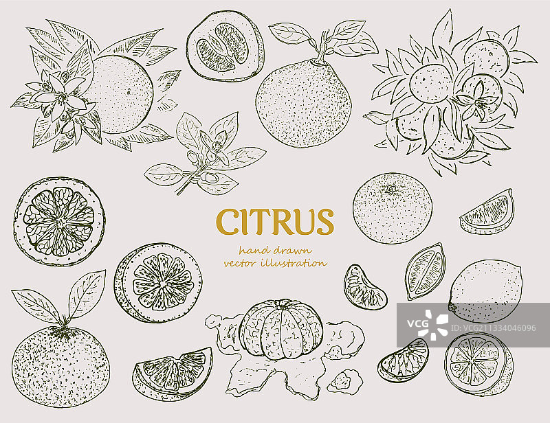 手绘柑橘植物合集图片素材