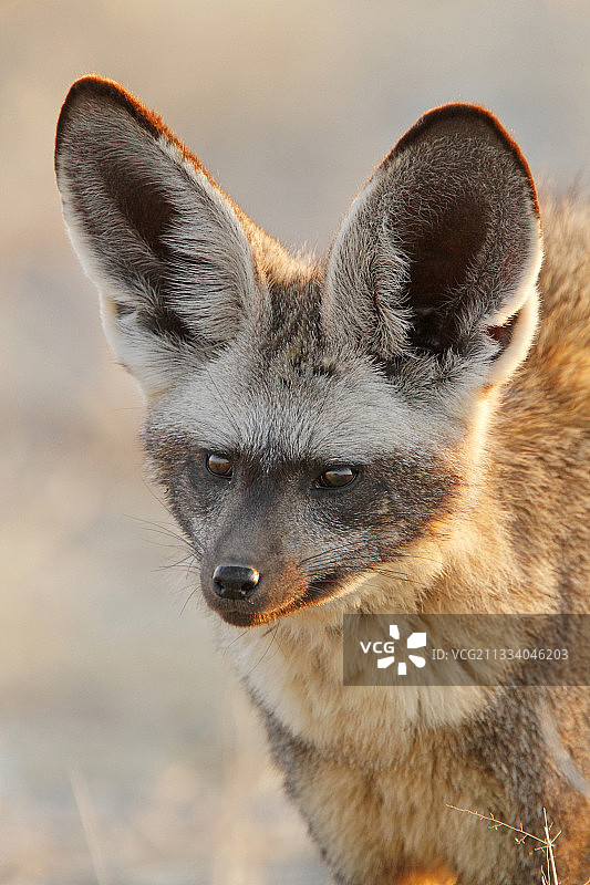纳米比亚埃托沙国家公园的蝙蝠耳廓狐肖像图片素材