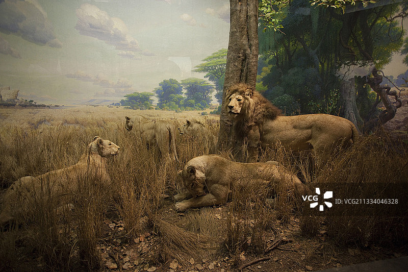 坦桑尼亚狮群重组图片素材